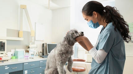 Vet inspecting a dog