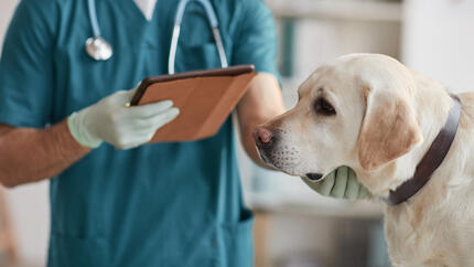 Dog sitting next to the vet