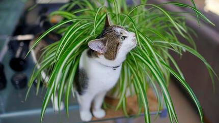 Cat sniffing a plant