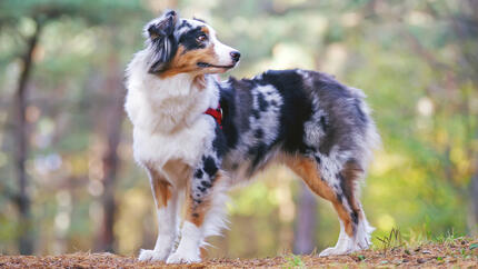 Australian Shepherd looking into distance