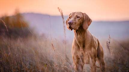 Vizsla standing in the field