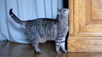 domestic cat brushing cheeck against furniture