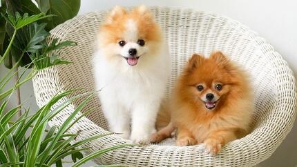 Two Pomeranians sitting together on a chair and smiling.