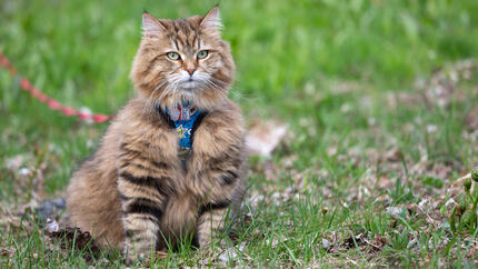 Siberian Cat on the leash