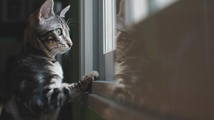 Cat looking out of a window