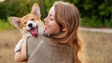 Corgi sitting in owner's hand