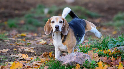 Blood in dog urine