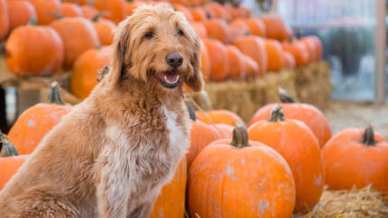 Can Dogs Eat Pumpkin?