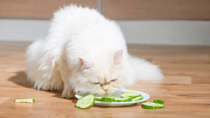 Can Cats Eat Cucumber