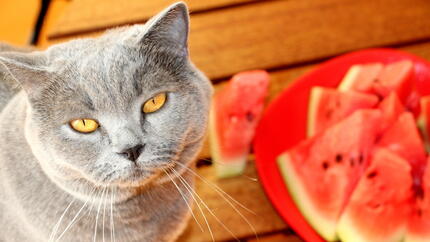 Can Cats Eat Watermelon