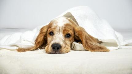 Hypothyroidism in Dogs: Symptoms and Treatment