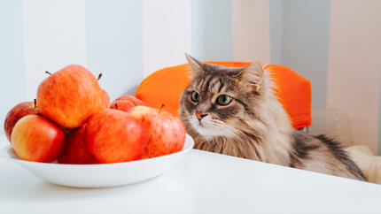 Can Cats Eat Apples?