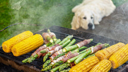 Can Dogs Eat Corn?