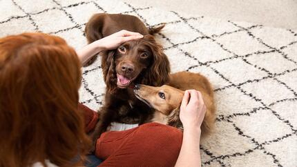 Woman petting two dogs