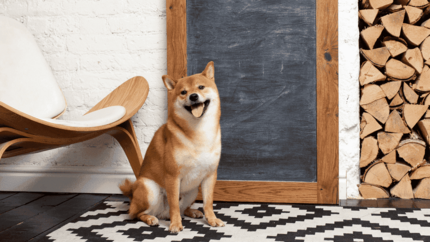 Orange Shiba Inu sitting and smiling at the camera