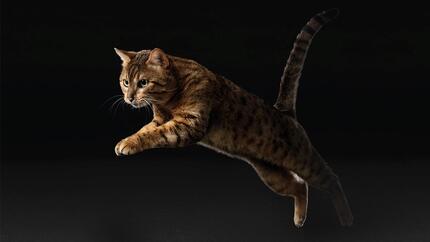 Pro Plan Supplement Cat leaping