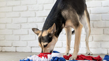 Snuffle Mats for Dogs