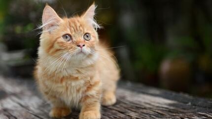 Dwarfism in cats