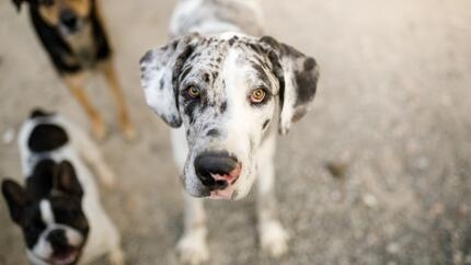 When do dogs stop growing? Teaser