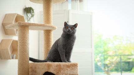 cat sitting on cat tree 