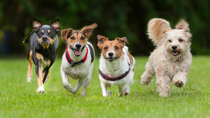 Dogs running