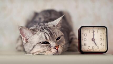 Cat laying down next to a clock 