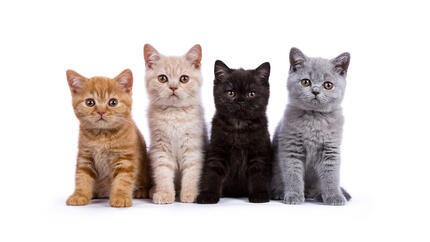 Teaser Pedigree Cats