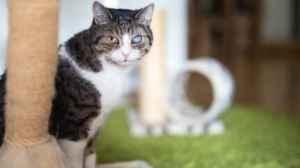 Cat sitting by scratch pole