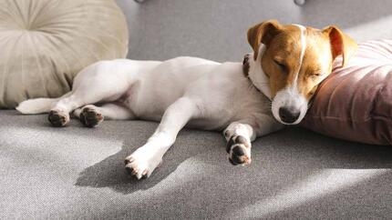 dog sleeping with head propped up