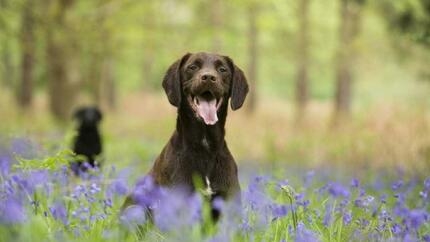 Labrador sitting in bluebells