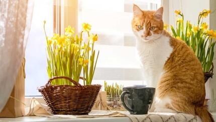 are-daffodils_poisonous_to_cats