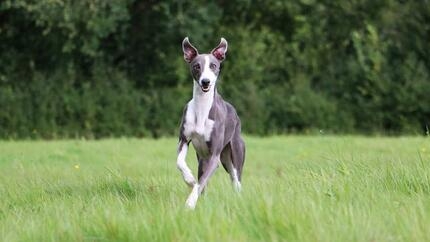 Whippet running through grass