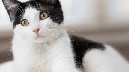 cat sitting on sofa