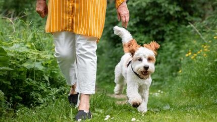 dog walking outside with owner