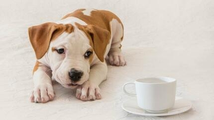 puppy looking at a mug