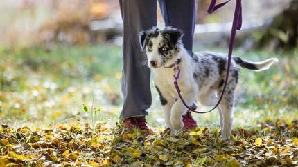 Puppy on a walk in the woods with owner 