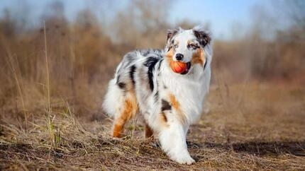 merle australian shepherd with ball in mouth