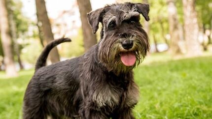 miniature schnauzer in the park