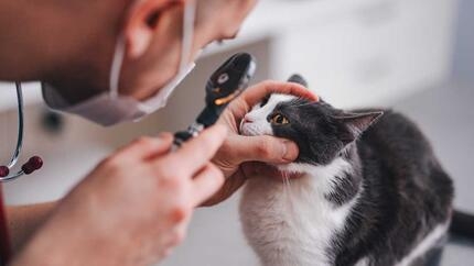 Vet checking cat's eyes