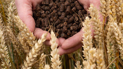 Cocoa shells held in hands over a wheat fields