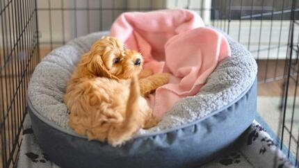 Puppy laying on a bed inside a crate 