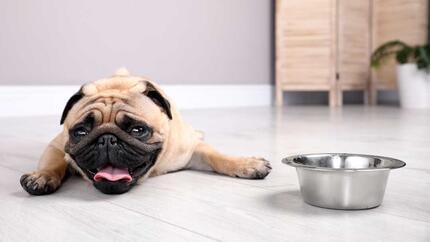 Pug laying on the floor next to water bowl 