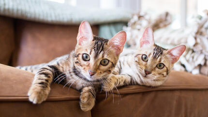 Cats sitting on sofa