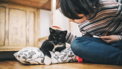 Sad cat with woman