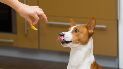 Dog being fed lemon
