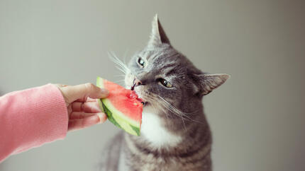 Cat eating watermelon