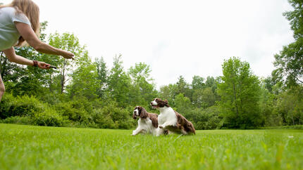 Dogs playing.