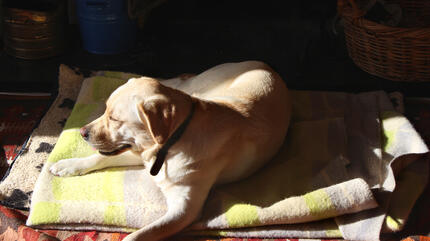 Dog laying in the sun