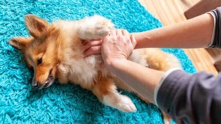 Owner performing first aid on their dog