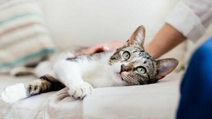 Cat being stoked by owner